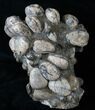 Tall Cretaceous Fossil Clam Cluster - Russia #15591-2